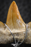 06379 - Small Wire Wrapped 0.87 Inch Cretolamna aschersoni (mackerel shark) Tooth Pendant