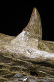20955 - Great 9.61 Inch Platecarpus ptychodon (Mosasaur) Partial Right Hemi-Jaw Cretaceous