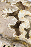 09124 - Beautiful 6.11 inch Shloenbacchia Polished Cretaceous Ammonite Fossil - Khenifra, Morocco