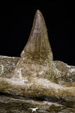20955 - Great 9.61 Inch Platecarpus ptychodon (Mosasaur) Partial Right Hemi-Jaw Cretaceous