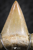 06380 - Small Wire Wrapped 0.83 Inch Cretolamna aschersoni (mackerel shark) Tooth Pendant