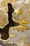 09124 - Beautiful 6.11 inch Shloenbacchia Polished Cretaceous Ammonite Fossil - Khenifra, Morocco