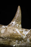 20955 - Great 9.61 Inch Platecarpus ptychodon (Mosasaur) Partial Right Hemi-Jaw Cretaceous