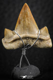 06380 - Small Wire Wrapped 0.83 Inch Cretolamna aschersoni (mackerel shark) Tooth Pendant