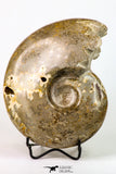 09124 - Beautiful 6.11 inch Shloenbacchia Polished Cretaceous Ammonite Fossil - Khenifra, Morocco