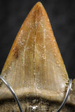 06380 - Small Wire Wrapped 0.83 Inch Cretolamna aschersoni (mackerel shark) Tooth Pendant