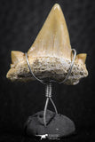 06382 - Small Wire Wrapped 0.89 Inch Cretolamna aschersoni (mackerel shark) Tooth Pendant