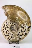 09125 - Beautiful 8.78 inch Shloenbacchia Polished Cretaceous Ammonite Fossil - Khenifra, Morocco
