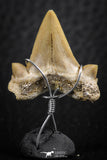 06382 - Small Wire Wrapped 0.89 Inch Cretolamna aschersoni (mackerel shark) Tooth Pendant