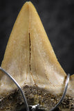 06382 - Small Wire Wrapped 0.89 Inch Cretolamna aschersoni (mackerel shark) Tooth Pendant