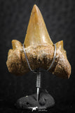 06383 - Small Wire Wrapped 1.04 Inch Cretolamna aschersoni (mackerel shark) Tooth Pendant