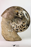 09126 - Beautiful 6.89 inch Shloenbacchia Polished Cretaceous Ammonite Fossil - Khenifra, Morocco