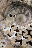 09126 - Beautiful 6.89 inch Shloenbacchia Polished Cretaceous Ammonite Fossil - Khenifra, Morocco