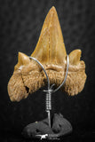 06383 - Small Wire Wrapped 1.04 Inch Cretolamna aschersoni (mackerel shark) Tooth Pendant