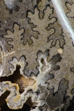 09126 - Beautiful 6.89 inch Shloenbacchia Polished Cretaceous Ammonite Fossil - Khenifra, Morocco