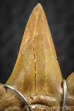 06383 - Small Wire Wrapped 1.04 Inch Cretolamna aschersoni (mackerel shark) Tooth Pendant