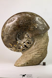 09126 - Beautiful 6.89 inch Shloenbacchia Polished Cretaceous Ammonite Fossil - Khenifra, Morocco