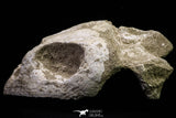 20956 - Top Rare 4.94 Inch Euclastes sp Paleocene Sea Turtle Skull