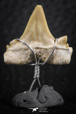 06384 - Small Wire Wrapped 0.74 Inch Cretolamna aschersoni (mackerel shark) Tooth Pendant