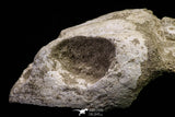 20956 - Top Rare 4.94 Inch Euclastes sp Paleocene Sea Turtle Skull