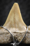 06384 - Small Wire Wrapped 0.74 Inch Cretolamna aschersoni (mackerel shark) Tooth Pendant