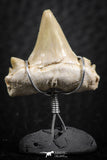 06384 - Small Wire Wrapped 0.74 Inch Cretolamna aschersoni (mackerel shark) Tooth Pendant