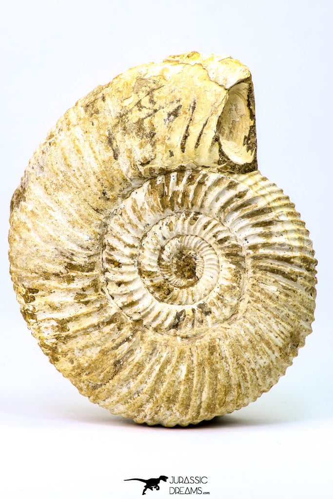 09127 - Top Beautiful 3.48 Inch Perisphinctes virguloides Late Jurassic Ammonite - Madagascar