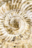 09127 - Top Beautiful 3.48 Inch Perisphinctes virguloides Late Jurassic Ammonite - Madagascar