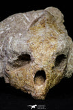 20957 - Museum Grade 4.19 Inch Rare Paleocene Tasbacka sp (Cheloniidae) Sea Turtle Skull