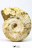 09127 - Top Beautiful 3.48 Inch Perisphinctes virguloides Late Jurassic Ammonite - Madagascar