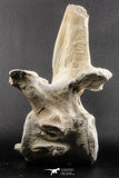 06217 - Museum Grade 22.8 Inch Dyrosaurus phosphaticus 6 Vertebrae Bones Association