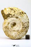 09127 - Top Beautiful 3.48 Inch Perisphinctes virguloides Late Jurassic Ammonite - Madagascar