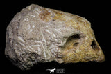 20957 - Museum Grade 4.19 Inch Rare Paleocene Tasbacka sp (Cheloniidae) Sea Turtle Skull