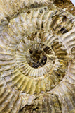 09128 - Top Beautiful 3.30 Inch Perisphinctes virguloides Late Jurassic Ammonite - Madagascar