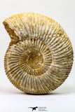09128 - Top Beautiful 3.30 Inch Perisphinctes virguloides Late Jurassic Ammonite - Madagascar