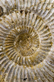 09128 - Top Beautiful 3.30 Inch Perisphinctes virguloides Late Jurassic Ammonite - Madagascar