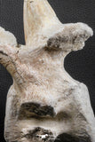 06217 - Museum Grade 22.8 Inch Dyrosaurus phosphaticus 6 Vertebrae Bones Association