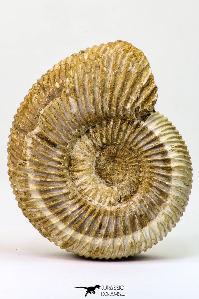 09129 - Top Beautiful 2.93 Inch Perisphinctes virguloides Late Jurassic Ammonite - Madagascar