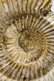 09129 - Top Beautiful 2.93 Inch Perisphinctes virguloides Late Jurassic Ammonite - Madagascar