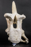 06217 - Museum Grade 22.8 Inch Dyrosaurus phosphaticus 6 Vertebrae Bones Association