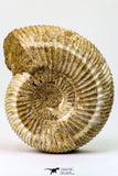 09129 - Top Beautiful 2.93 Inch Perisphinctes virguloides Late Jurassic Ammonite - Madagascar