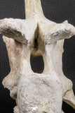 06217 - Museum Grade 22.8 Inch Dyrosaurus phosphaticus 6 Vertebrae Bones Association