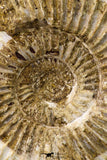 09129 - Top Beautiful 2.93 Inch Perisphinctes virguloides Late Jurassic Ammonite - Madagascar