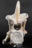 06217 - Museum Grade 22.8 Inch Dyrosaurus phosphaticus 6 Vertebrae Bones Association