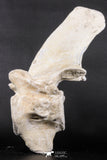 06217 - Museum Grade 22.8 Inch Dyrosaurus phosphaticus 6 Vertebrae Bones Association