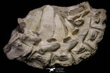 20958 - Museum Grade 17.28 Inch Dyrosaurus phosphaticus 6 Vertebrae Bones Association