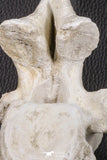 06217 - Museum Grade 22.8 Inch Dyrosaurus phosphaticus 6 Vertebrae Bones Association