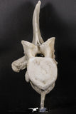 06217 - Museum Grade 22.8 Inch Dyrosaurus phosphaticus 6 Vertebrae Bones Association