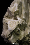 20958 - Museum Grade 17.28 Inch Dyrosaurus phosphaticus 6 Vertebrae Bones Association
