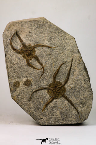 09132 -  Top Quality Association of 2 OPHIURA SP Brittlestars Upper Ordovician - Ktaoua Fm